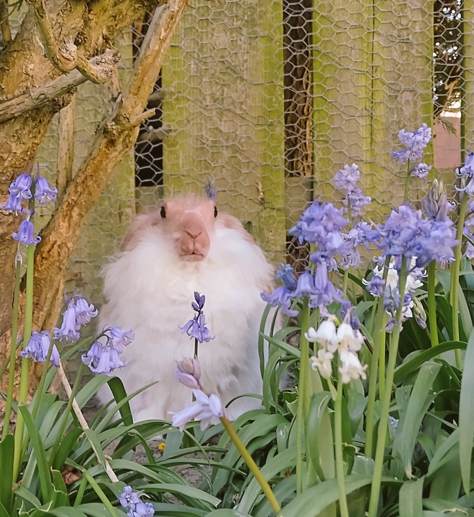 Captain Albert tweet media