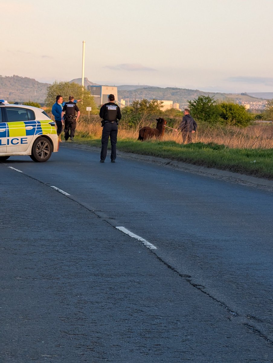 jbdjohn's tweet image. Beat that for a tick 2 escaped Alpacas opp. Substation Seal Sands road Rarer than WTE 🤗@teesbirds1