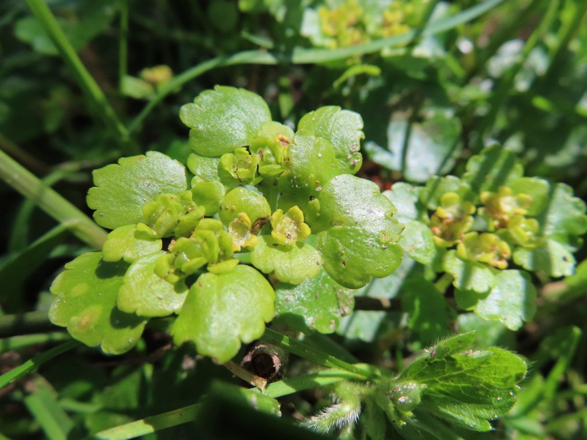 Verspreidbladig goudveil -chrysosplenium alternifolium- zeldzaam in Drenthe #goudveil 
📷19.04.2025
#DrentscheAa 
#wildflowerhour
#WildflowerHourNL