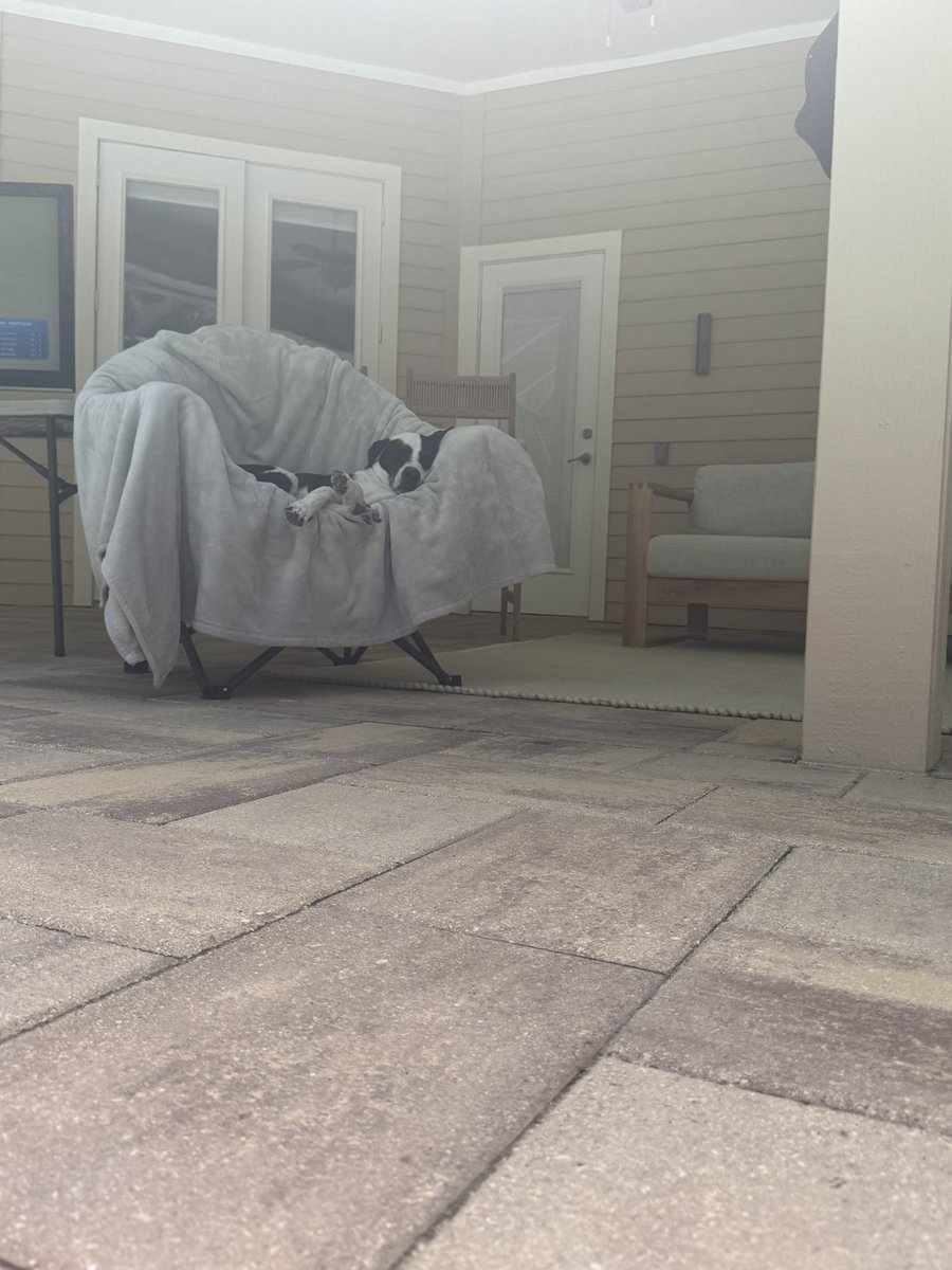 g8trphin2's tweet image. I sure wish I could give my dog a better life!!🤦‍♂️🤣
