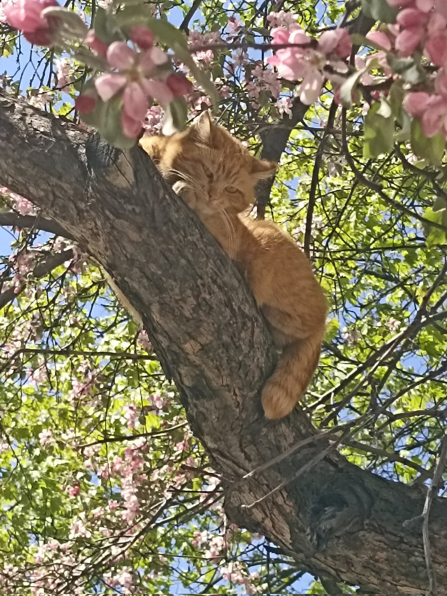Я люблю цього кота. Він такий к'юті, завжди лежить на дереві🥹🥹