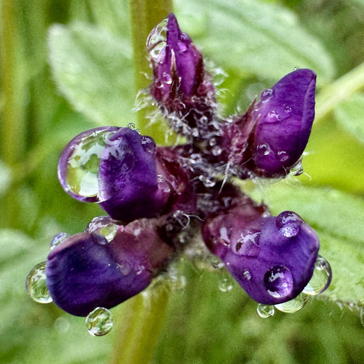 Greater stitchwort, dog violet and bush vetch cheering up a rainy day in Nth #Donegal for #wildflowerhour