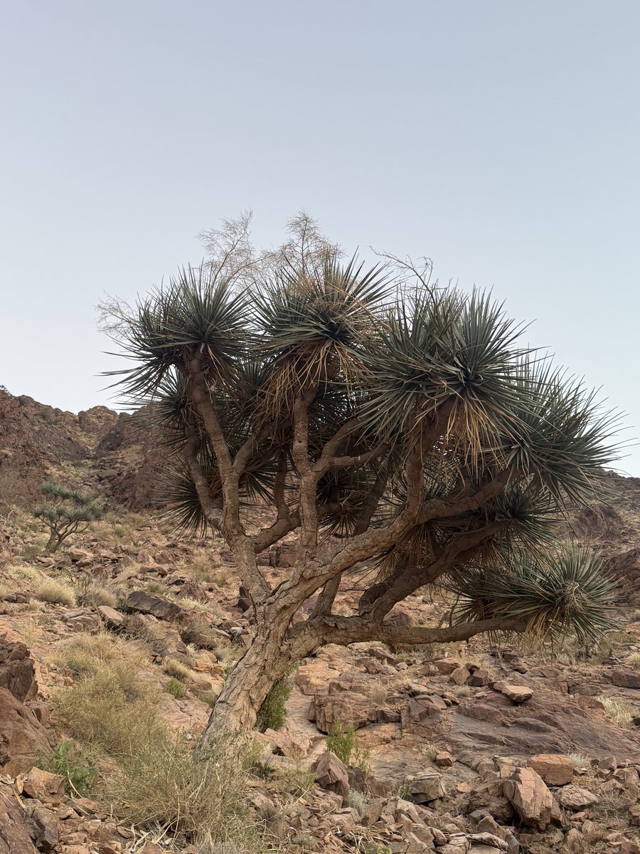 شجرة #الخزم #Dracaenaombet

من أشجار وادي الدوداء، وهي من الأشجار المحلية المعمرة بطيئة النمو والمهددة بالانقراض، شجرة عاسلة بشكل متميز، يصنع من أنسجتها الحبال قديمًا، وهي ضمن الأشجار التي تستهدف #رابطة_الدوداء_الخضراء مكاثرتها -بإذنه تعالى-.

#السعودية_الخضراء