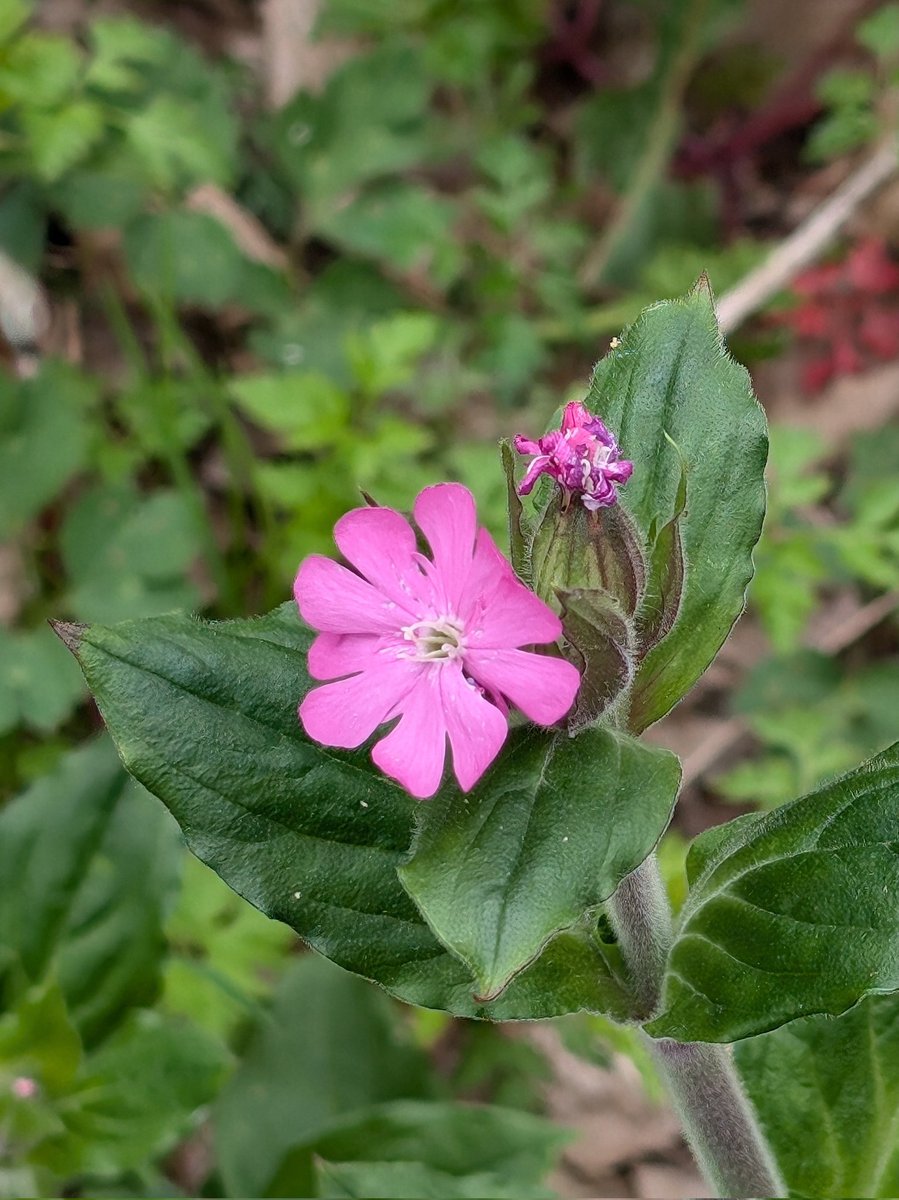 Amia_Cat's tweet photo. No  #tinyplants for #wildflowerhour but beautiful blossoms of #WonkyWood all the same. 
Red champion and green alkanet,  with apple blossom and cowslips about to burst into bloom @wildflower_hour https://t.co/qMiLul5ghh