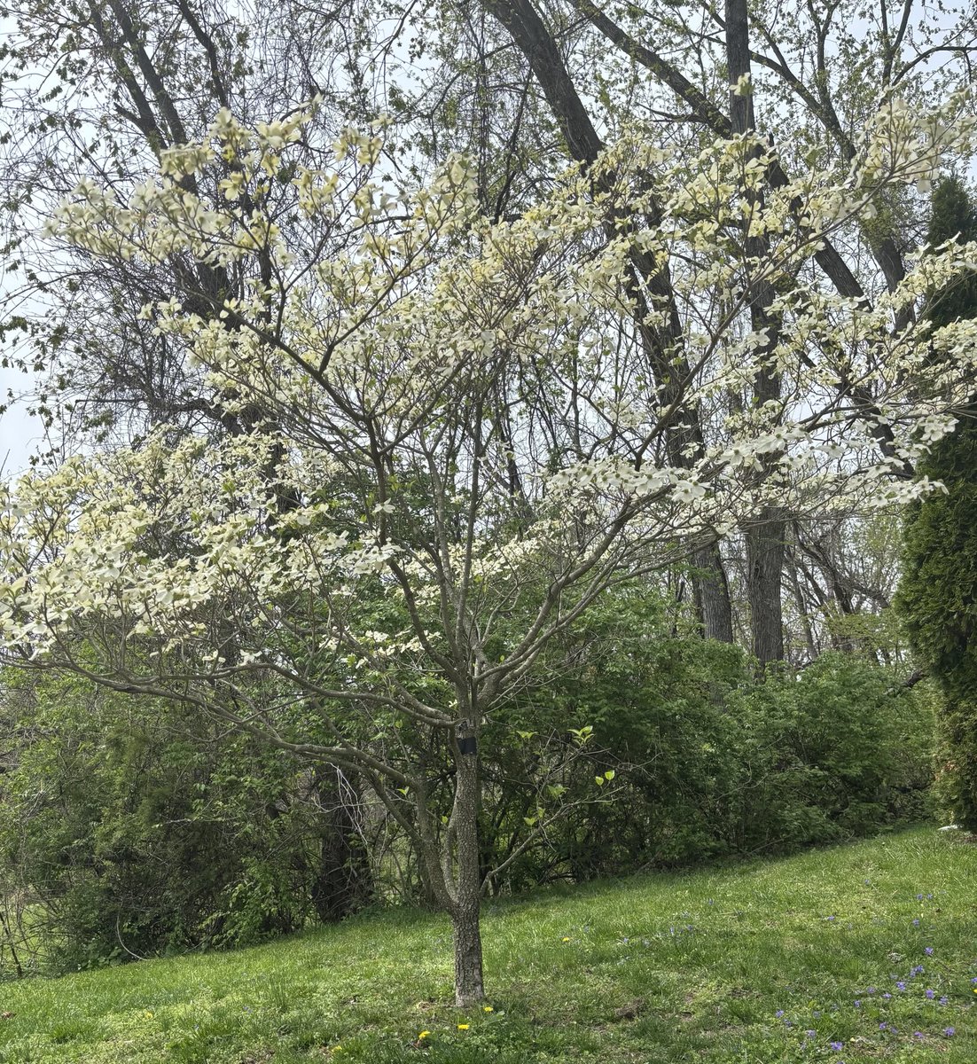 The little Dogwood tree in my side yard is the true herald of Spring. ⁦<a href="/patrickstoner/">Patrick Stoner</a>⁩