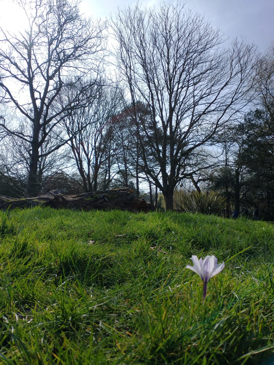 writingsuzanne's tweet photo. Well Hall Pleasaunce, Eltham, London 🐿️
Photos taken in March 2025 🌺
"An 18th century house standing on this site before its demolition in 1931, was for 23 years the home of Edith Nesbit (1858 - 1924), author of The Railway Children." 🚂
#Eltham #London #WellHall https://t.co/2AfNUudw3u