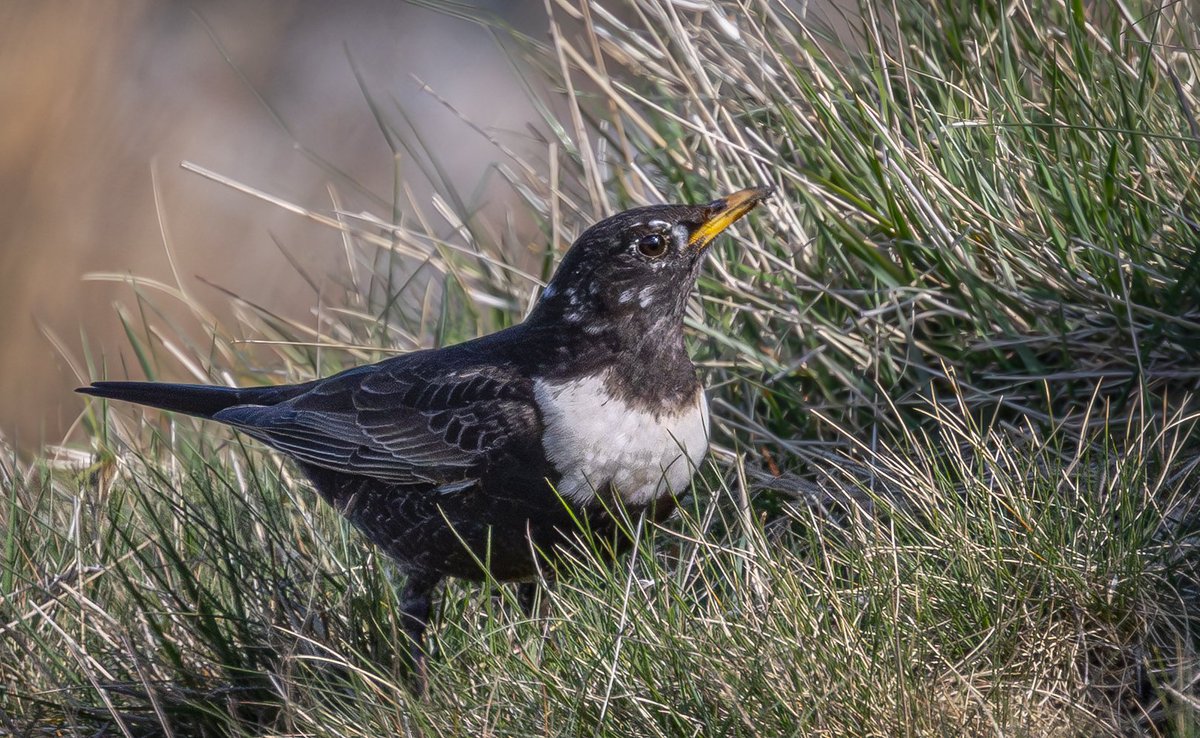 Ring Ouzel - Holcombe Moor, Bury, Greater Manchester. 20/04/2025