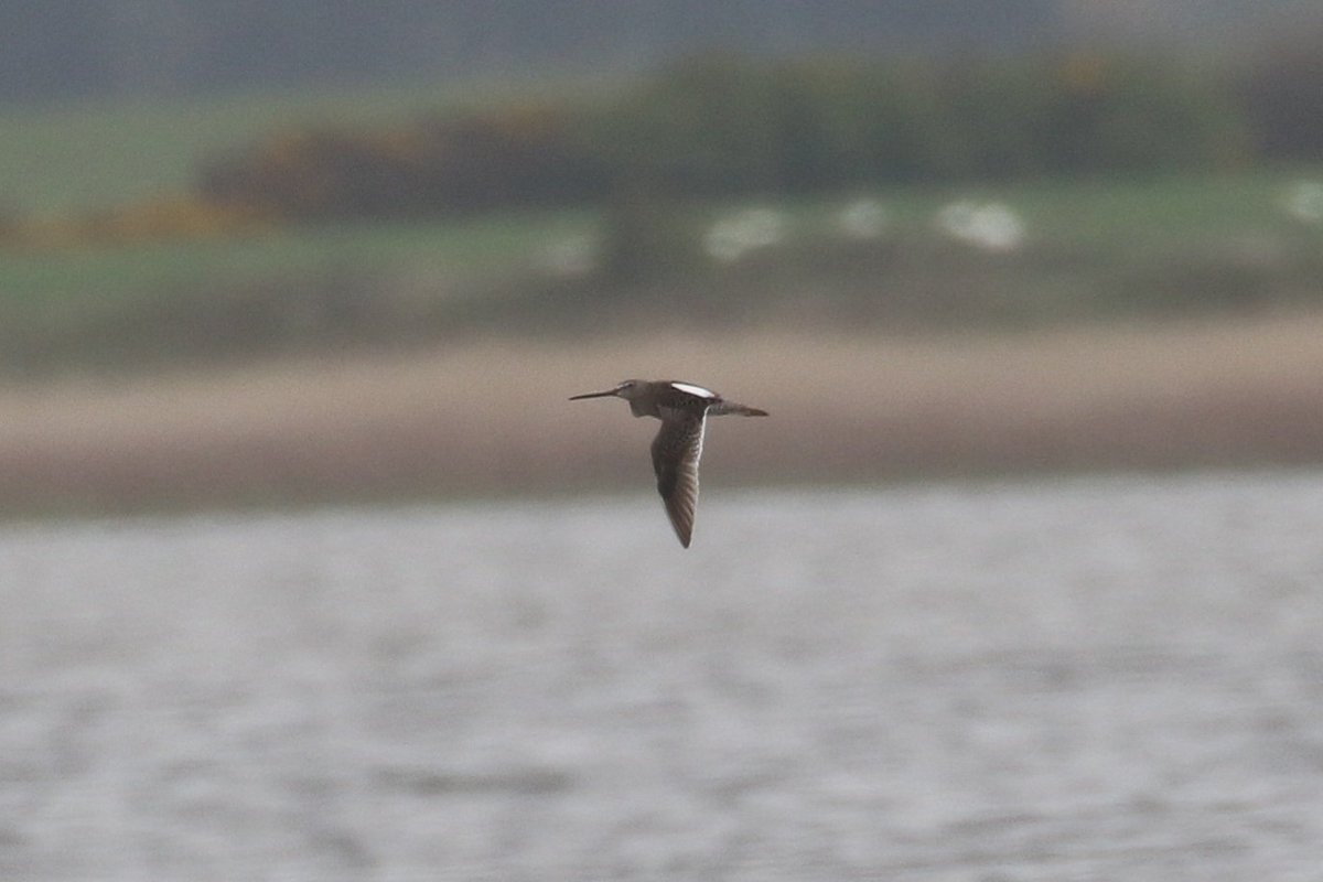 Summer plumage Long-billed Dowitcher from Co Wexford this morning.