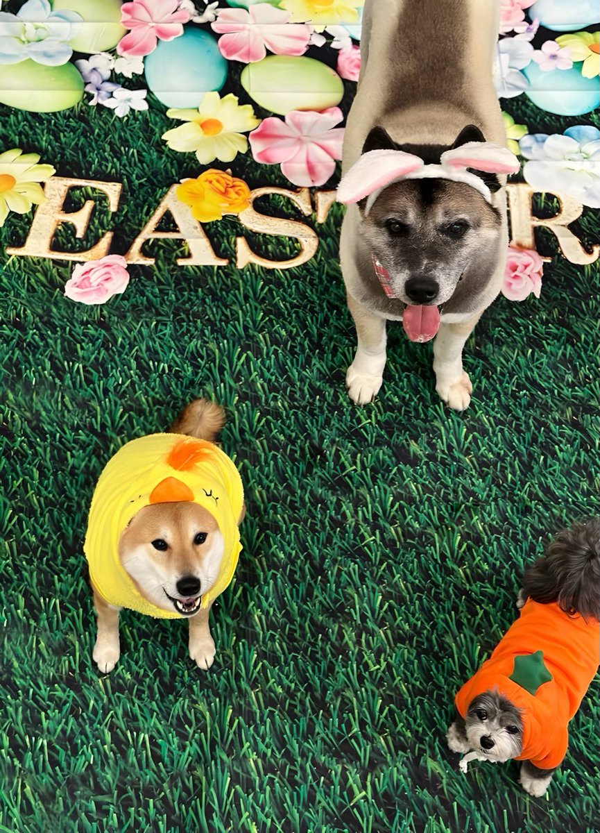 Doges!