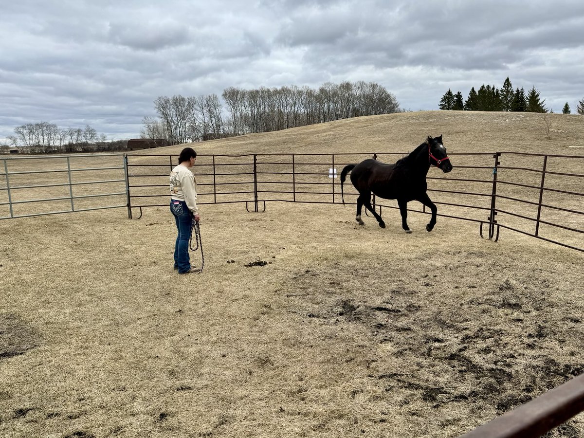 Shaune Beatty (@shaunebeatty) on Twitter photo Attended my first “Curiousity Fair” at <a href="/SchoolMacdonald/">Macdonald School</a>. Students shared “genius hour like” displays, booths about personal heritage, passion projects, and activities of probability. I think I saw my first horse whisperer too. Very well done! Nice spin going into Easter! Attended my first “Curiousity Fair” at <a href="/SchoolMacdonald/">Macdonald School</a>. Students shared “genius hour like” displays, booths about personal heritage, passion projects, and activities of probability. I think I saw my first horse whisperer too. Very well done! Nice spin going into Easter!