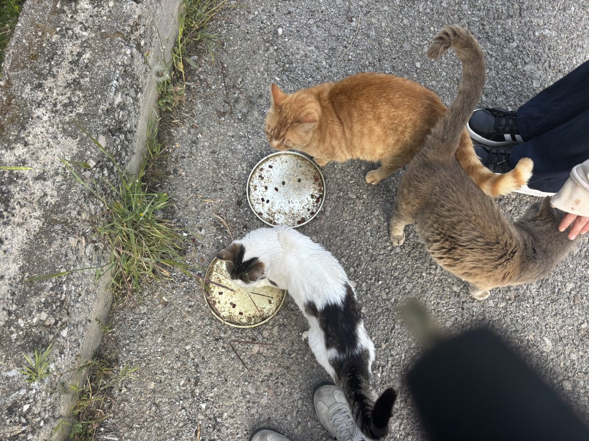 Sophie 😷 Sophie111178@sueden.social (@sophie111078) on Twitter photo Spendenaufruf
Ich sammle Geld für ehrenamtliche Tierschützer auf der griechischen Insel Kos, die sich um ein Rudel Straßenkatzen kümmern. Einige sind krank (Katzenschnupfen), brauchen Impfungen oder sind trächtig.
Jeder Euro hilft! bagiraparduc@gmail.com Spendenaufruf
Ich sammle Geld für ehrenamtliche Tierschützer auf der griechischen Insel Kos, die sich um ein Rudel Straßenkatzen kümmern. Einige sind krank (Katzenschnupfen), brauchen Impfungen oder sind trächtig.
Jeder Euro hilft! bagiraparduc@gmail.com