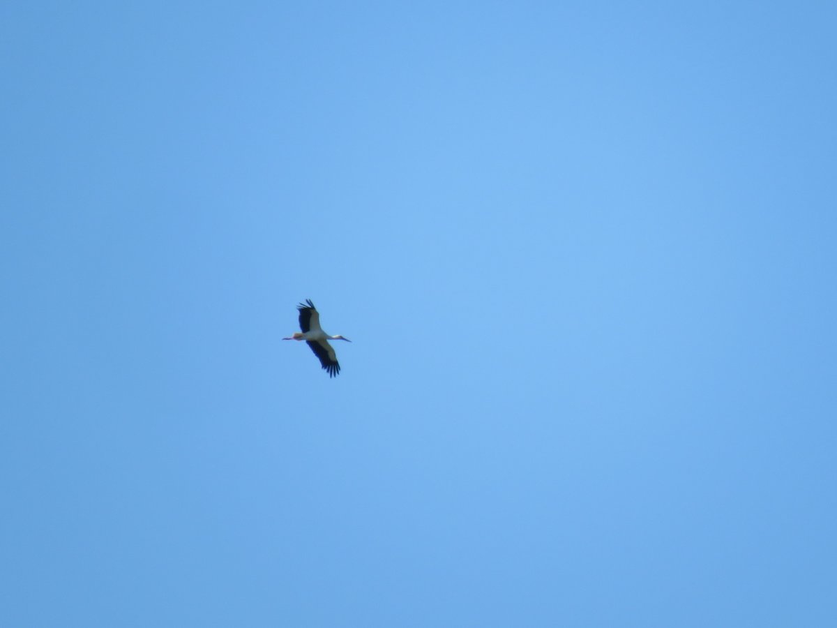 Dawn Balmer (@debalmer) on Twitter photo White Stork (of unknown origin) at <a href="/WWTWelney/">WWT Welney</a> this afternoon. Initially from Lyle hide and later drifted off high to the south. Presume the bird that has been in Cambs recently? White Stork (of unknown origin) at <a href="/WWTWelney/">WWT Welney</a> this afternoon. Initially from Lyle hide and later drifted off high to the south. Presume the bird that has been in Cambs recently?