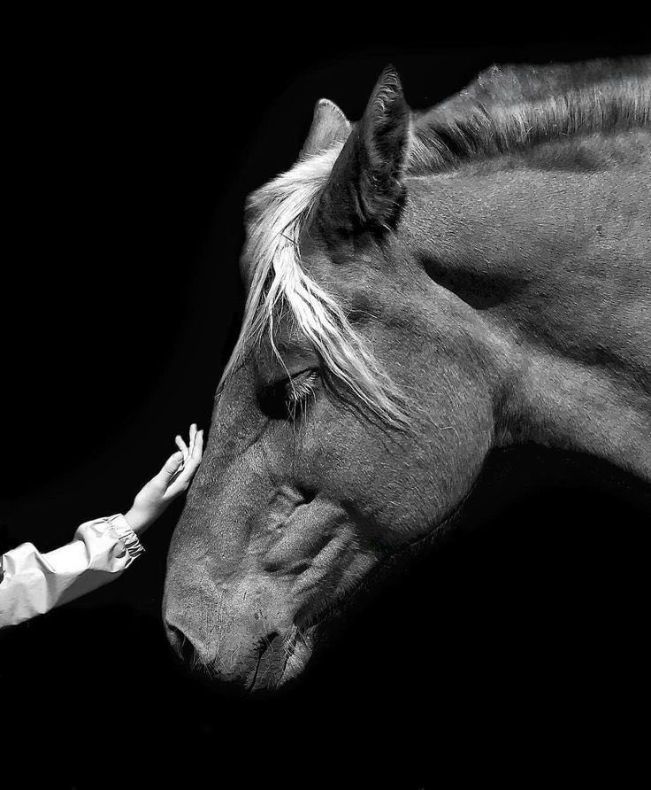 “Koşmak zorundasın, devrilen atı vururlar.”