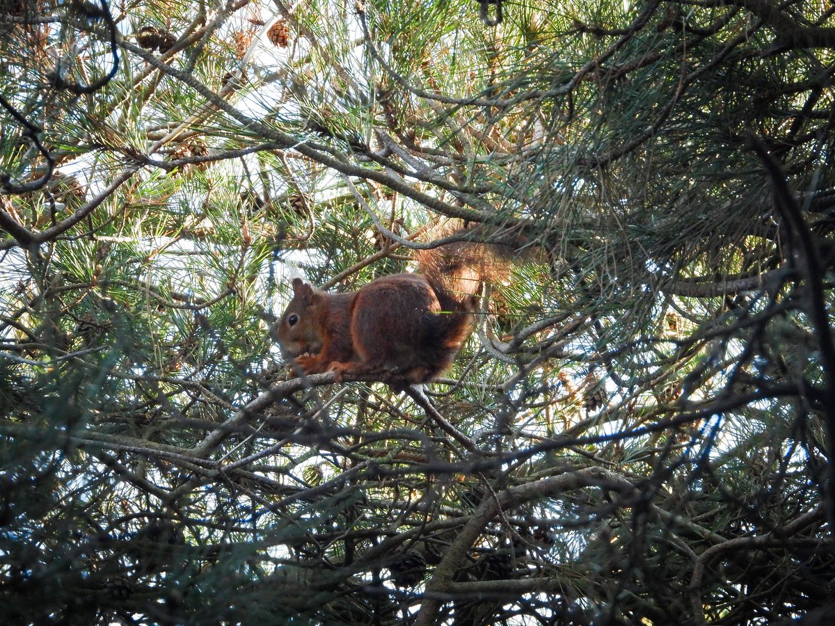 WingedBliss's tweet photo. Birding in Formby, hours spent on the search for red squirrels.

Lots of male Blackcap in full pelt, sparrowhawk, and menacing wood pigeons amongst the pines that had me searching for Red Squirrels 😅 https://t.co/A26z7XdPry