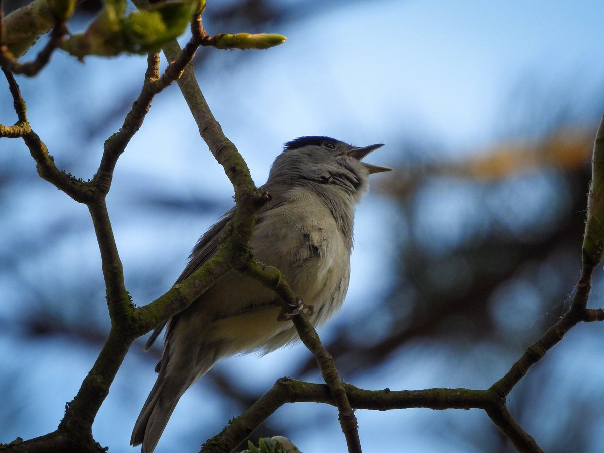 WingedBliss's tweet photo. Birding in Formby, hours spent on the search for red squirrels.

Lots of male Blackcap in full pelt, sparrowhawk, and menacing wood pigeons amongst the pines that had me searching for Red Squirrels 😅 https://t.co/A26z7XdPry