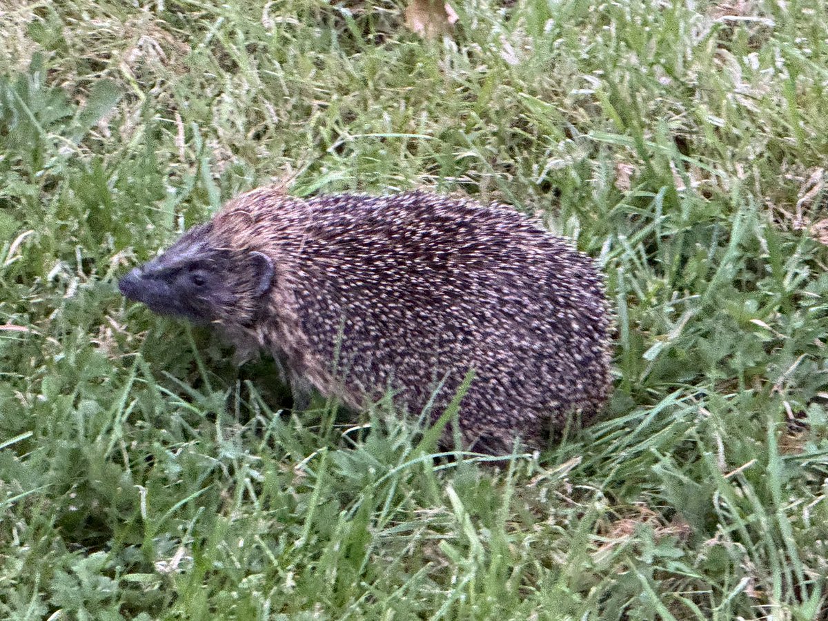 poneill_vr's tweet photo. First Hedge Hog visitor in the garden near dusk today. A jolly little fellow… did not seem bothered by my presence at all.🦔🦔🦔 https://t.co/umK6WaN7c5