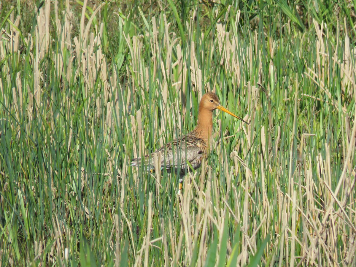 Dawn Balmer (@debalmer) on Twitter photo Good visit to <a href="/WWTWelney/">WWT Welney</a> this afternoon with excellent views of limosa Blackwits, three Garganey, Hobby, Common Sandpiper, White Stork. Still 18 Whooper Swan around - the summering birds plus winter visitors in the field, and a Bewick's Swan. No sign of the reported G-w Teal. Good visit to <a href="/WWTWelney/">WWT Welney</a> this afternoon with excellent views of limosa Blackwits, three Garganey, Hobby, Common Sandpiper, White Stork. Still 18 Whooper Swan around - the summering birds plus winter visitors in the field, and a Bewick's Swan. No sign of the reported G-w Teal.