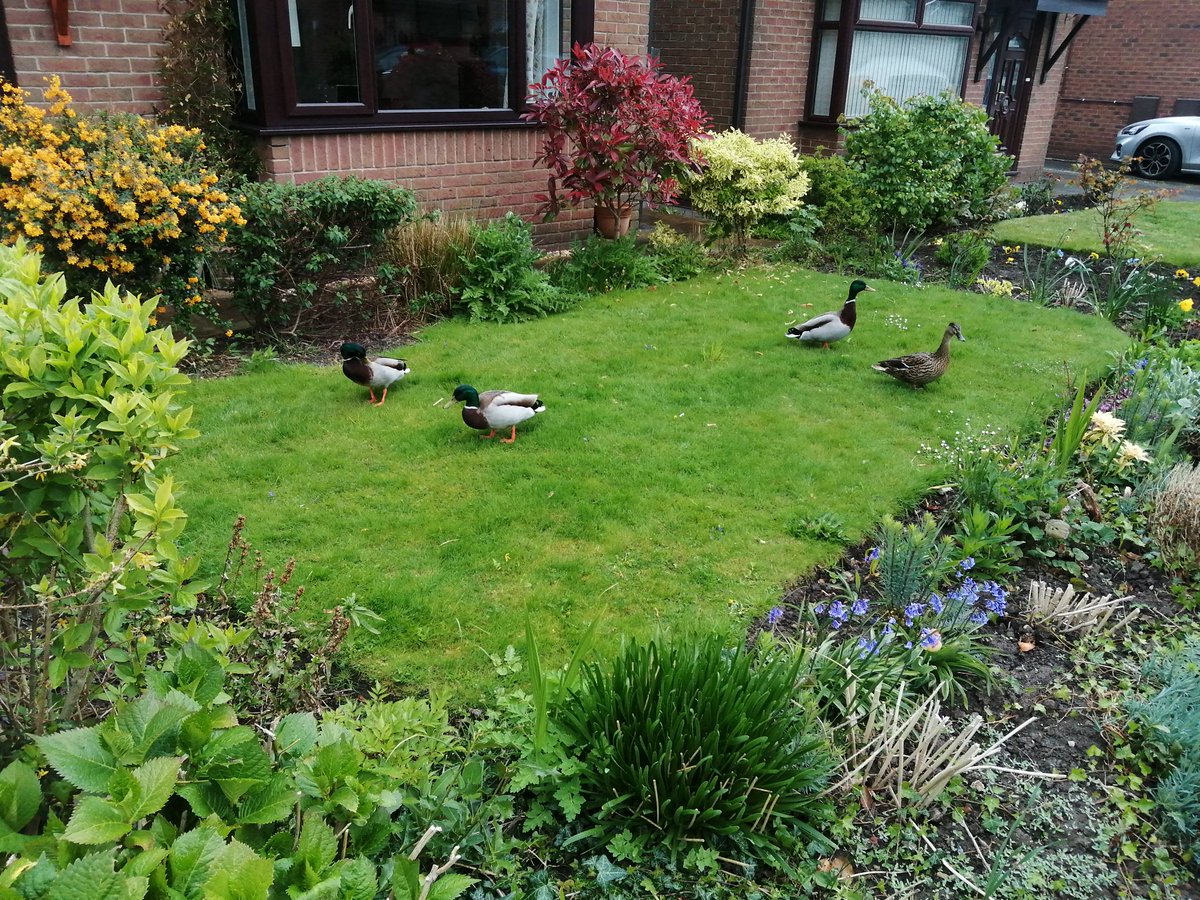 And on a flighter note instead of #Easter chicks this lady #Mallard and her three suitors took a flying break on our #Sthelens lawn.