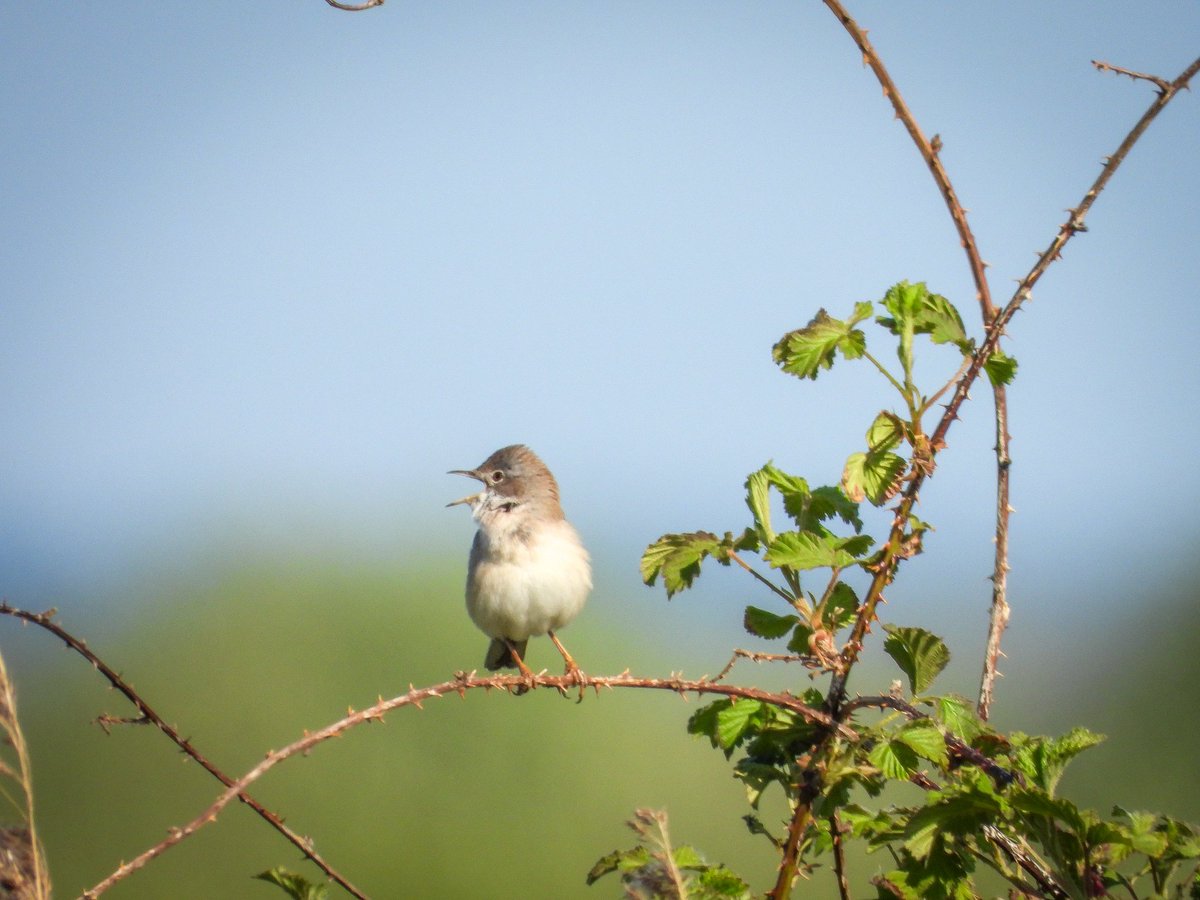 WingedBliss's tweet photo. Quick visit to Lunt Meadows on the way home. Plenty of White throat, Blackcap &amp; Willow warbler. Possibility a male common Redstart.Birdguides stated an Osprey, I seen a pale morph buzzard instead- photo below

Also certain this PFG was on eggs - i didn't know they bred here! https://t.co/7v1MFtRCZj