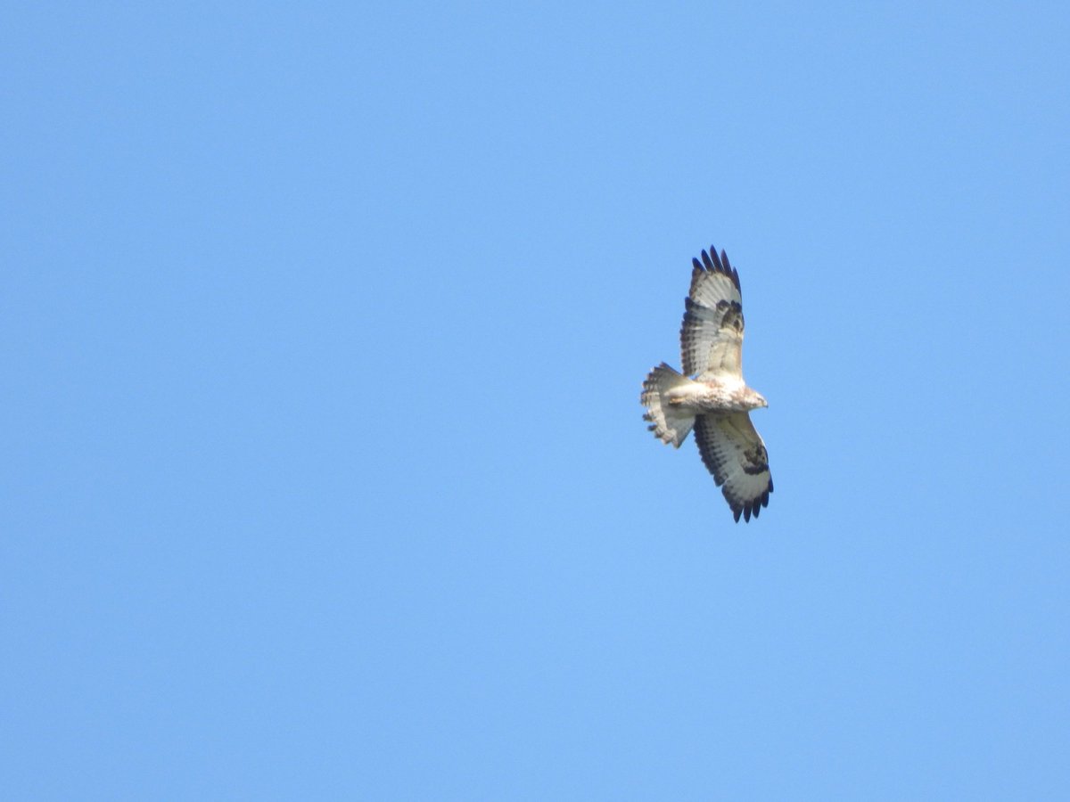 WingedBliss's tweet photo. Quick visit to Lunt Meadows on the way home. Plenty of White throat, Blackcap &amp; Willow warbler. Possibility a male common Redstart.Birdguides stated an Osprey, I seen a pale morph buzzard instead- photo below

Also certain this PFG was on eggs - i didn't know they bred here! https://t.co/7v1MFtRCZj
