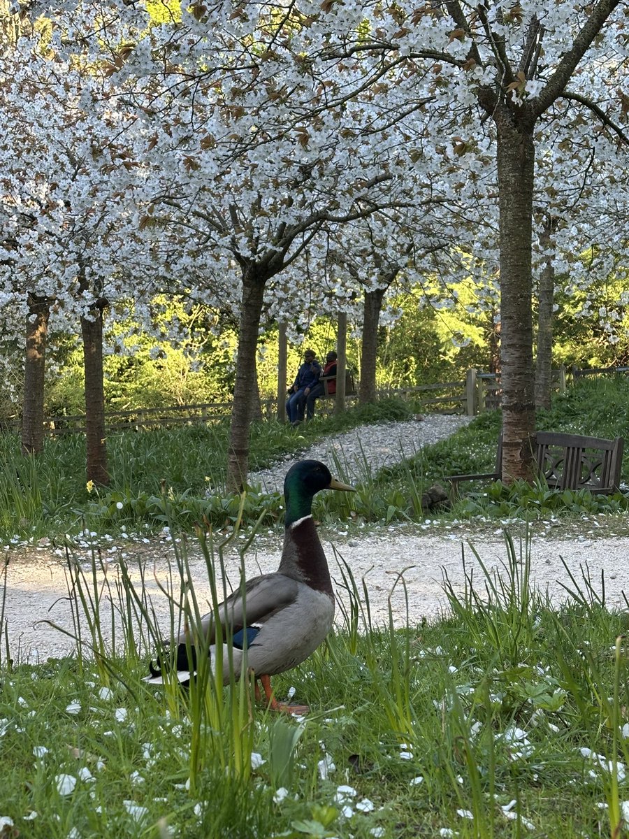 anth0190's tweet photo. The Cherry Orchard https://t.co/1HPCIkbPTG