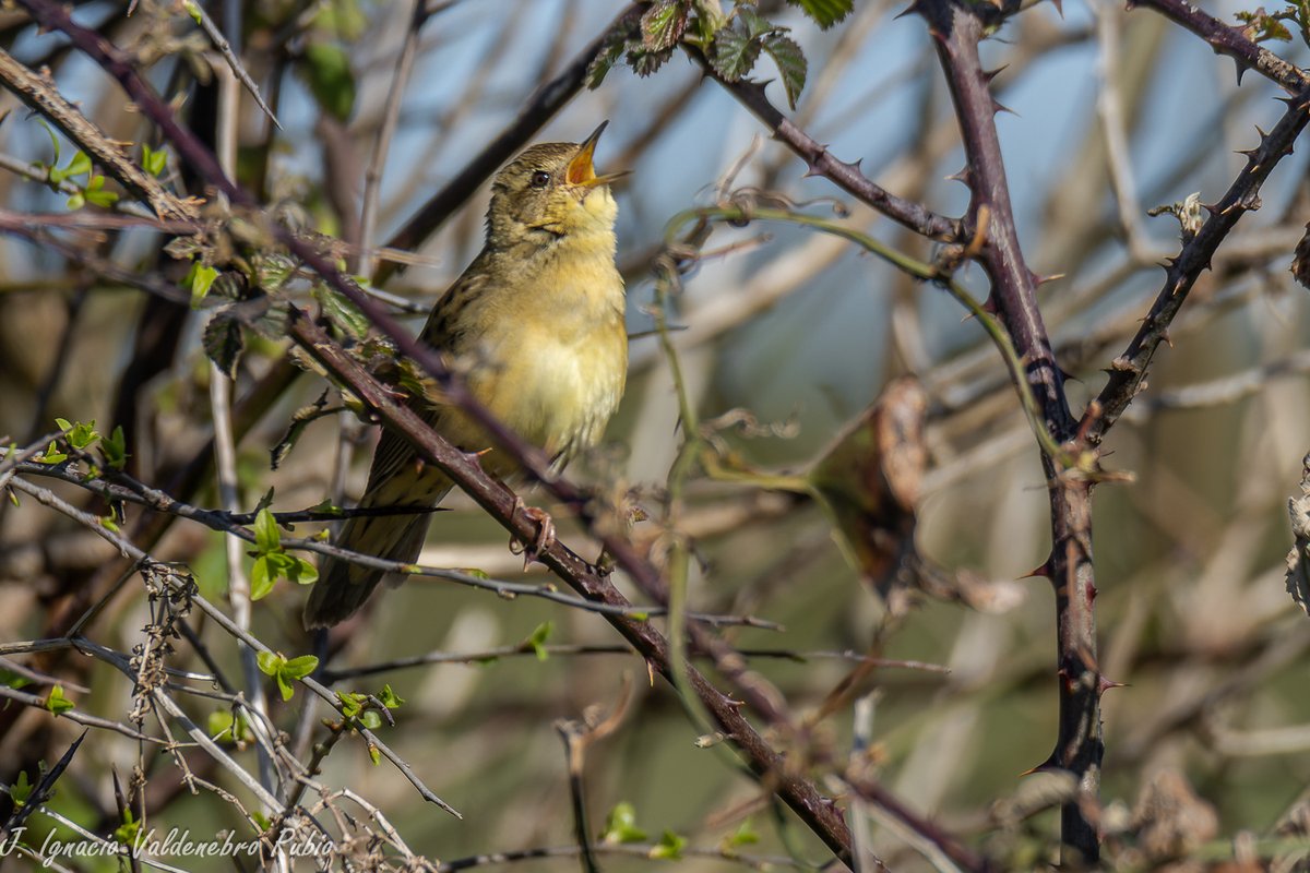 DocNatureBlog's tweet photo. DocNatureBlog: Un escurridizo pajarillo fácil de escuchar pero di... https://t.co/aMCXx4U4UJ https://t.co/AuDiFFwdiX