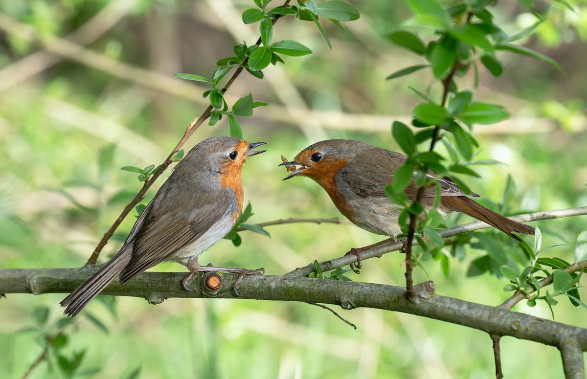 Parella de pit roig.
Primavera.
Banyoles.
<a href="/TomasMolinaB/">Tomàs Molina</a> <a href="/MeteoMauri/">MeteoMauri</a> <a href="/nestor_meteo/">Néstor Gómez</a>