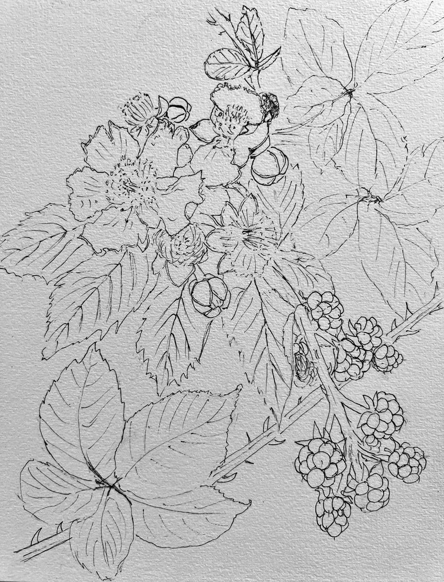 BSBI: Botanical Society of Britain & Ireland tweet media