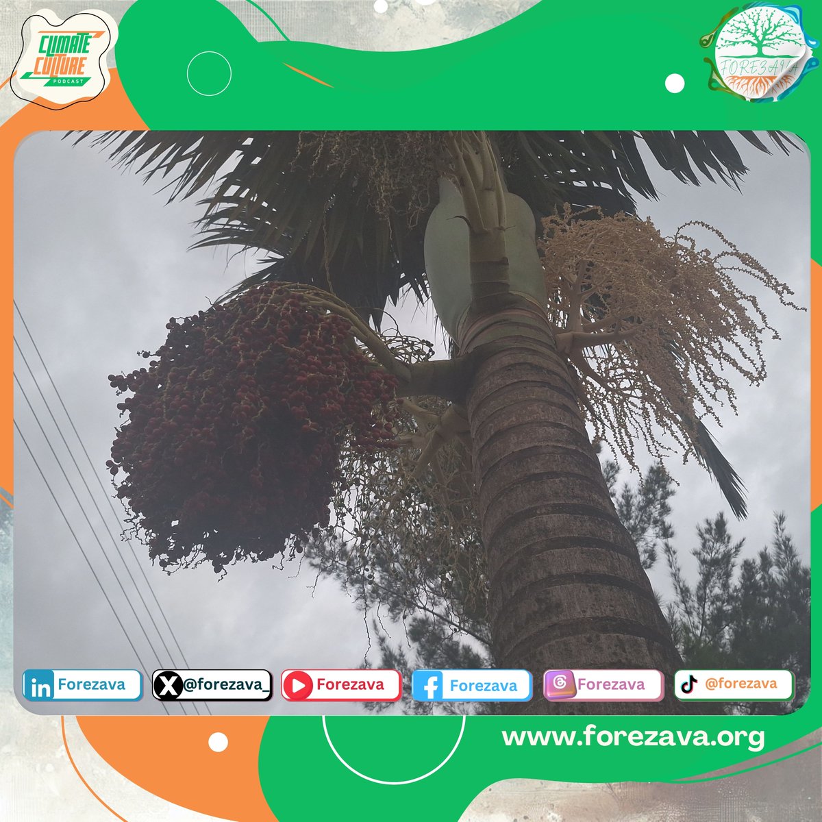 forezava_'s tweet photo. Photo of the Week
Incidentally our role as a species in preserving plant species is to collect, propagate, plant!

#Forezava #ClimateCulture
#Youth4Climate
#Seed2Tree https://t.co/ntzWF45kEs