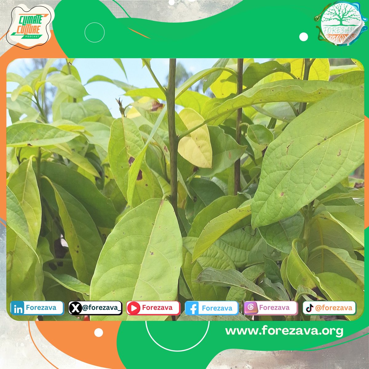forezava_'s tweet photo. Indigenous Name?
English Name?
Scientific Name?
Traditional Purpose?

#FOREZAVA
#Seed2Tree #ClimateCulture
#Youth4Climate https://t.co/NxYKFvC8m2