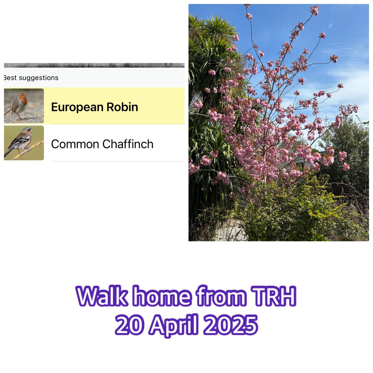 Morning shift <a href="/redhouse_alde/">The Red House, Aldeburgh</a>. Was in Drawing Room, Entrance Hall + led upstairs walk through. Visitors were great and really enjoying the house. Quiet afternoon - I was out for the count - had a nap - that doesn’t happen v often! Watched lots of old Annika - v entertaining. Now😴