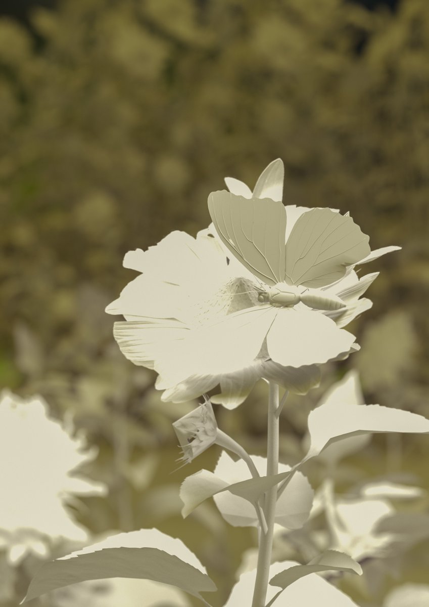 Whispers of Summer

<a href="/OTOY/">OTOY</a> <a href="/MaxonVFX/">Maxon</a> 
#3D #cgi #C4D #render3d