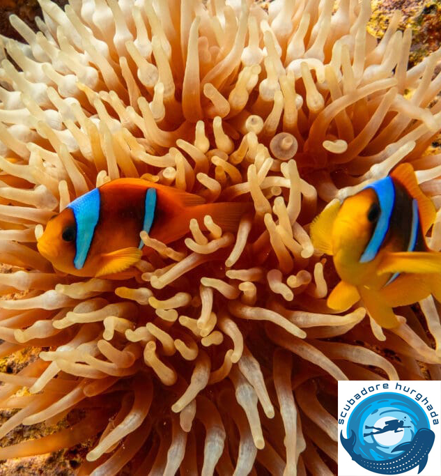 Scuba_Directory's tweet image. 🎉 Welcome scubadore hurghada to TheScubaDirectory!
 📍 Hurghada, Egypt
👉thescubadirectory.com/diveshopprofil…

#Egypt #divinghurghada #scubadore_hurghada #ScubaDivingMag #PADI #paditv #scubadivelife #scubadive #scubadiving #divelife  #scuba #diving #divetrip #divetravel #scubatravel