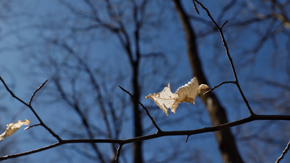 XinLiMontreal's tweet image. Une journée ensoleillée #printemps