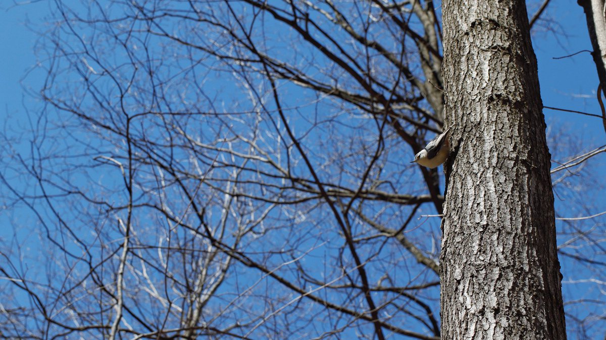 XinLiMontreal's tweet image. Une journée ensoleillée #printemps