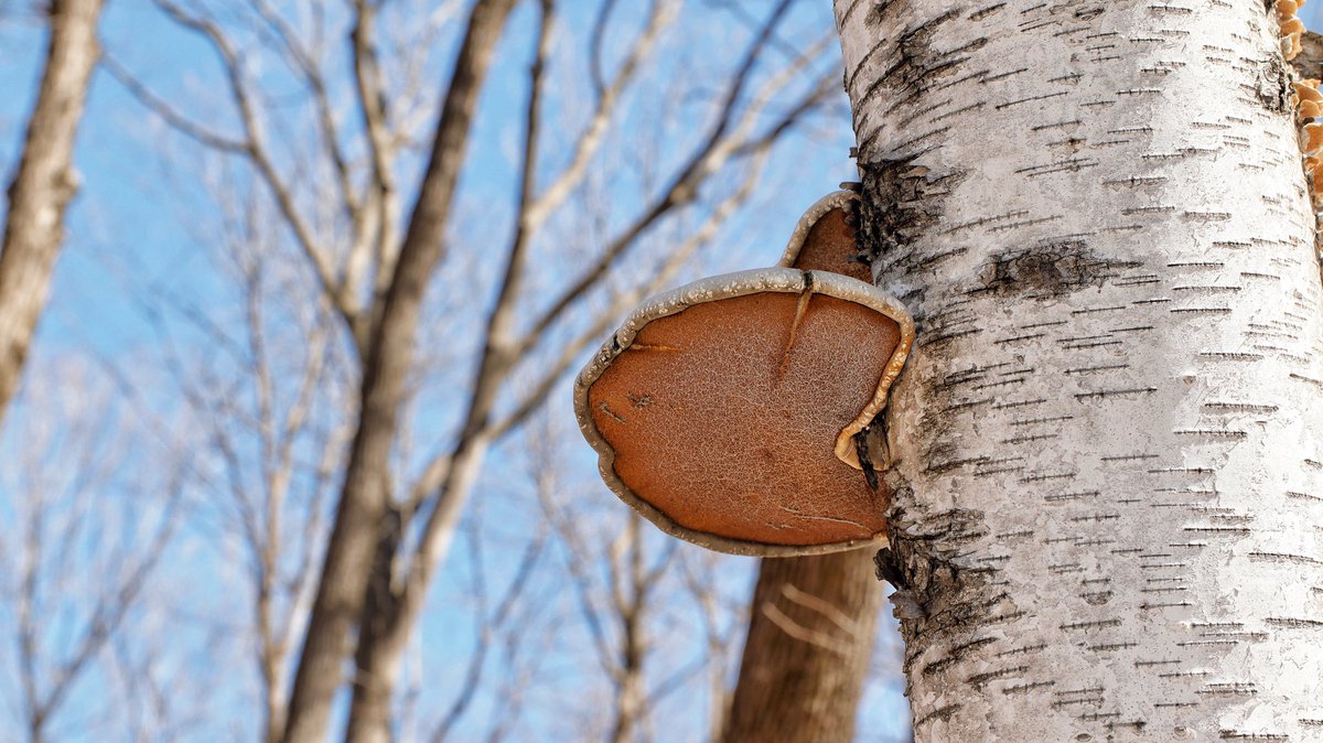 XinLiMontreal's tweet image. Une journée ensoleillée #printemps