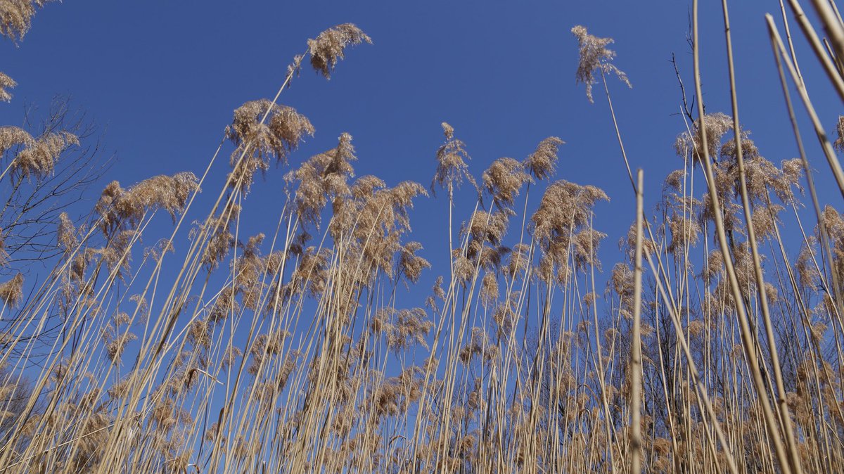 XinLiMontreal's tweet image. Une journée ensoleillée #printemps