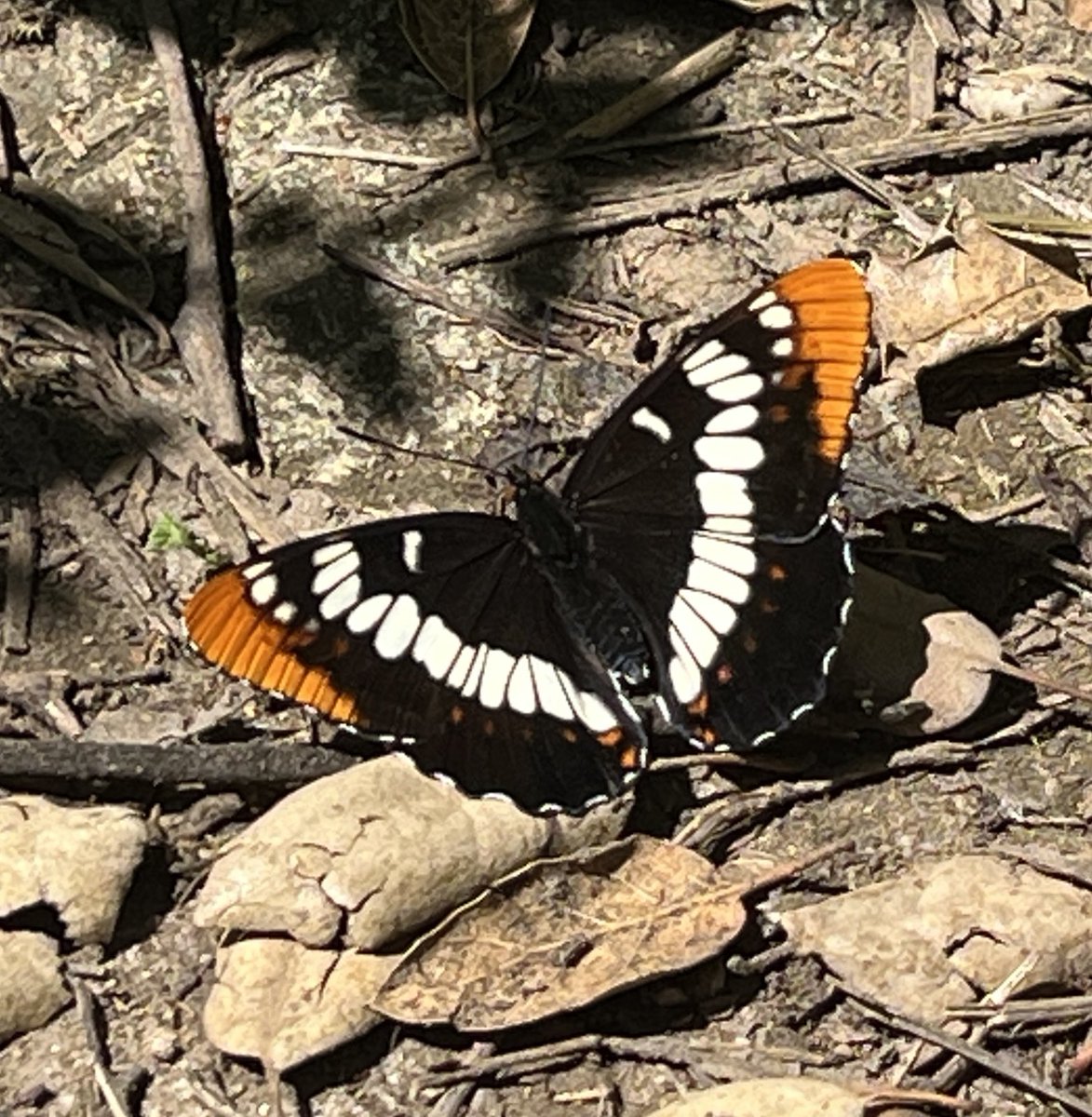 andrew_goetze's tweet image. A lovely, early morning hike in honor of a very special person’s birthday is marred by hateful &amp;amp; sick stickers from the Tesla-scratching crowd. 
#FBI #VCSheriff