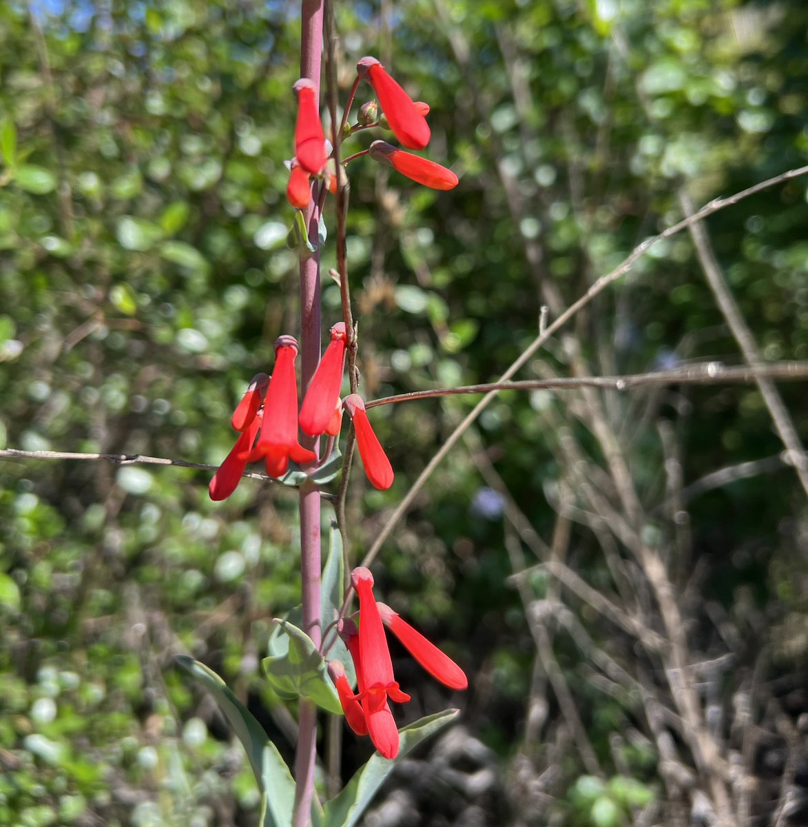 andrew_goetze's tweet image. A lovely, early morning hike in honor of a very special person’s birthday is marred by hateful &amp;amp; sick stickers from the Tesla-scratching crowd. 
#FBI #VCSheriff