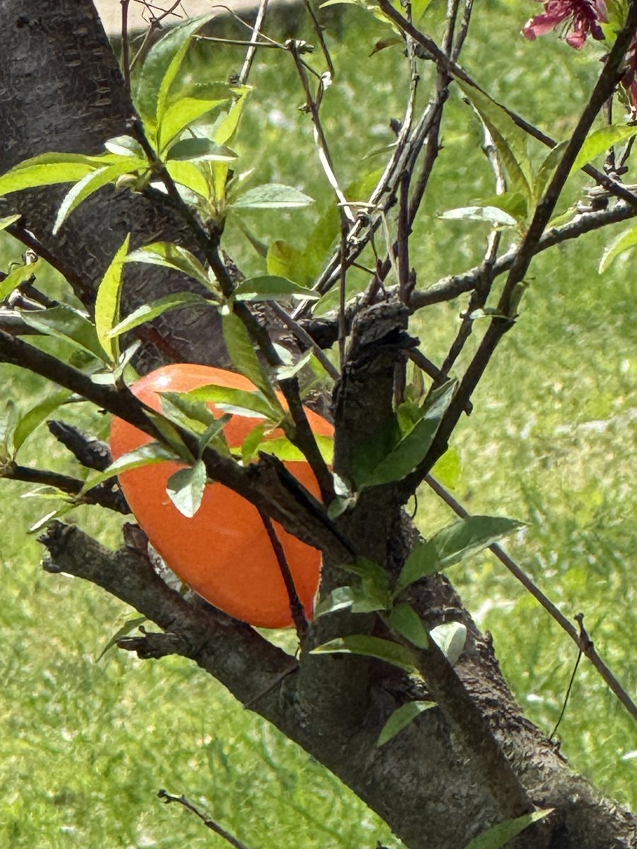 ThirtyOneCran's tweet image. Happy Easter