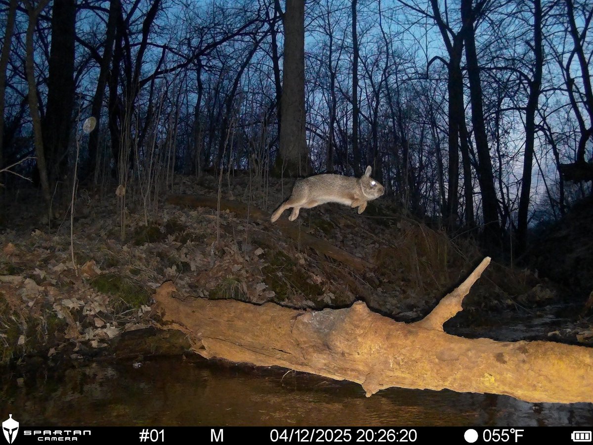 Trail_Cams's tweet photo. https://t.co/VN4snHMOi8