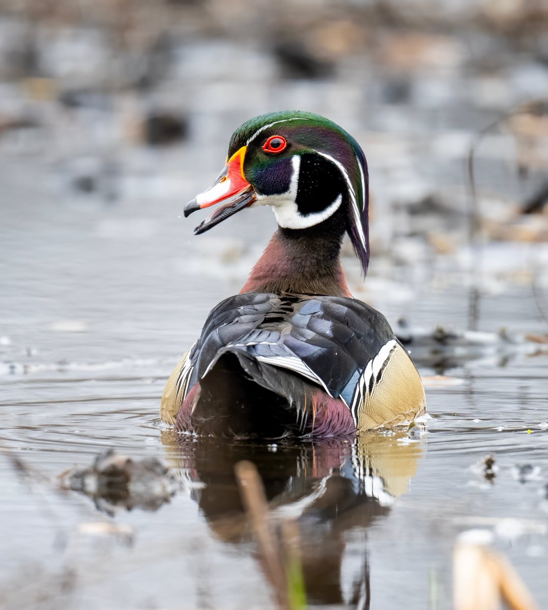 JocAPhotography's tweet photo. A male Wood Duck giving his squeaky call. https://t.co/WkUORpsZyM