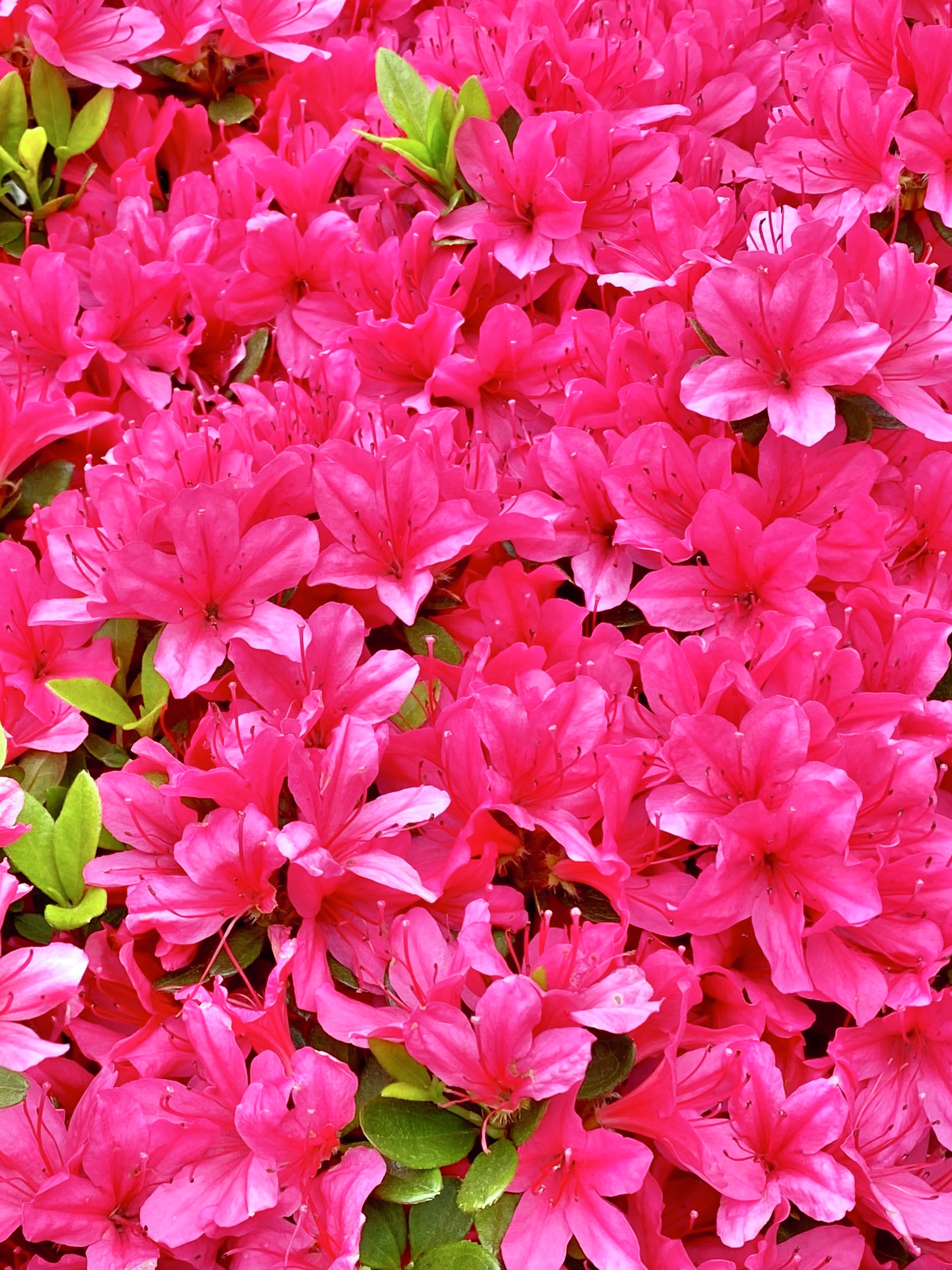 再度 お値下げしました。花づくし 春夏秋冬 ツツジを愛でる 2023年春 — Genji Kyoto
