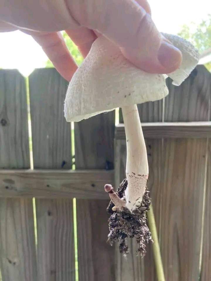 H_Dreams713's tweet image. Them: You jacked for tomorrow?
Me: Not really, should I be?
Them: But, ummmmmm, your…
Me: Oh, that lil guy? I wouldn’t worry about that lil fun-gi