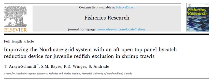 Juvenile redfish can be irritating bycatch in northern shrimp trawls. Check out this latest study led by Dr. Tomas Araya-Schmidt to address the issue: doi.org/10.1016/j.fish…