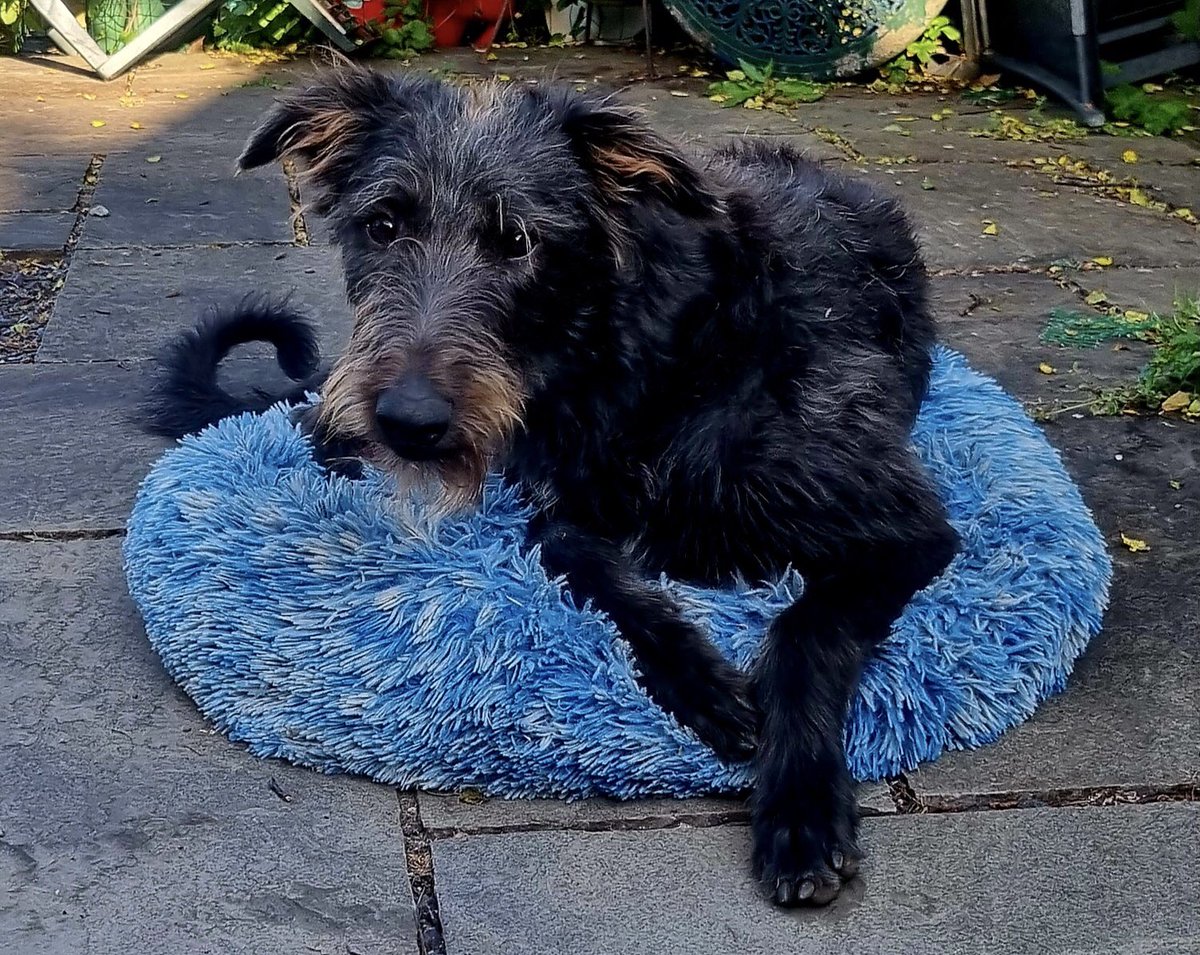 After a hiatus, my latest article features black dogs, stripey cats, melodic trees, Nordic socks, and the sadistic tendencies of Anwen, my oversized balance bike. What more could you want on Easter Sunday? Oh yeah, #Trump pops up too 😠🍊#dogs #doldrums #depression #hope 🧥🌨️🐕‍🦺