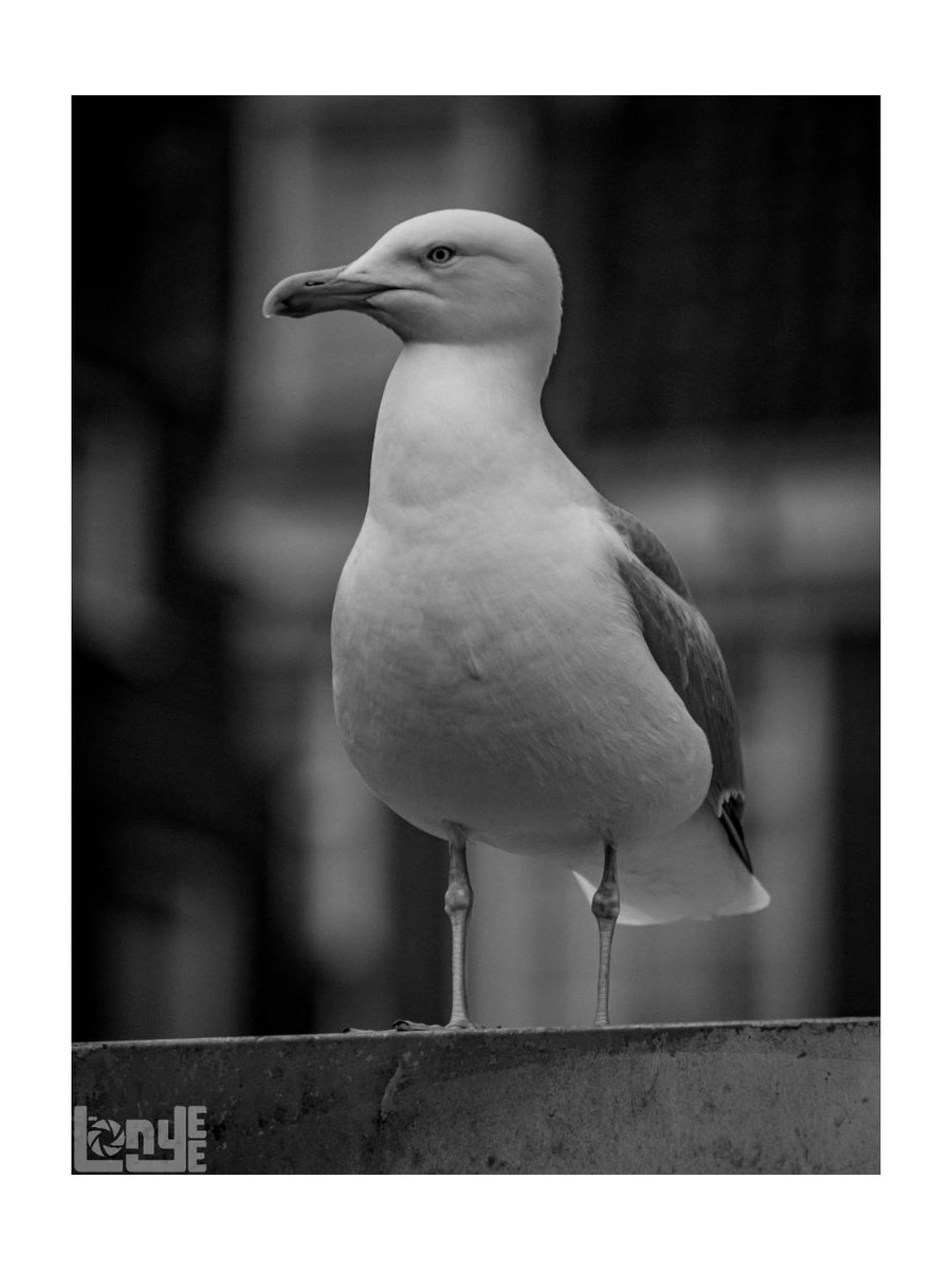 Birb?!