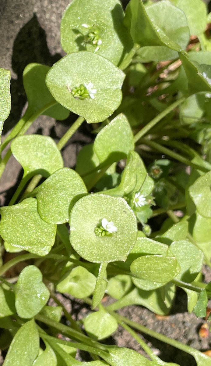 robintasker's tweet photo. Springbeauty flowering in the sunshine in Wrenbury-cum-Frith Cheshire on Easter Sunday #wildflowerhour #tinyplants https://t.co/tkZEeMYCzN