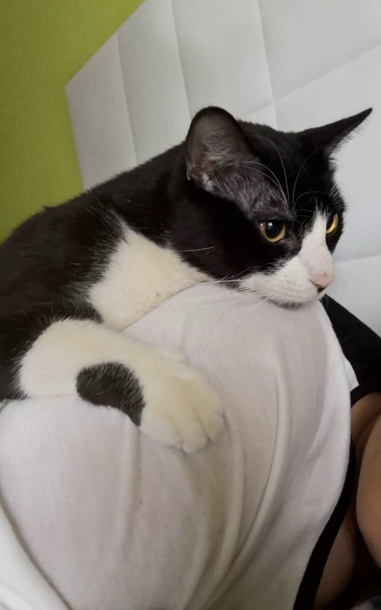 Noteenteras_94's tweet image. Un día le pedí a la vida un macho alfa de pelo en pecho obsesionado por mi, pero se me olvidó especificar la especie y aquí estoy con el hombrecito de mi vida ❤️🤣🐱