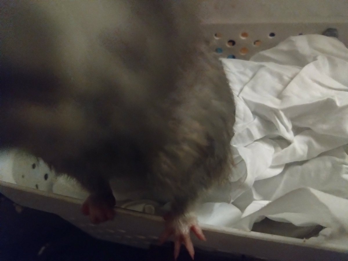"Oh, hi there! *sniff snorf!* -Smokey